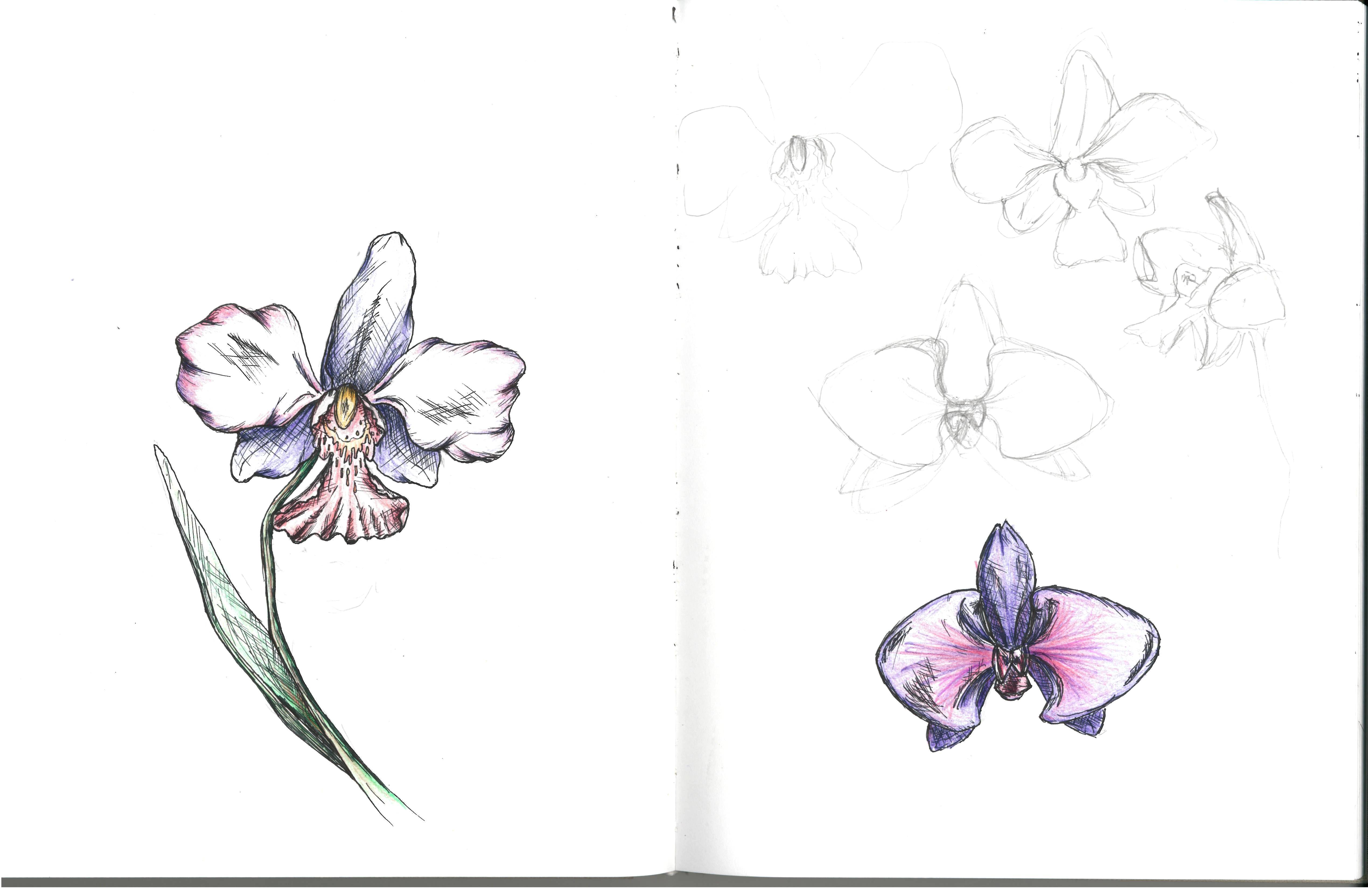 How to Draw Orchid Design Tattoo Flowers